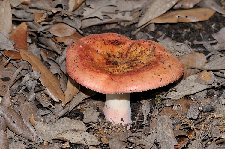Russula dalla lecceta